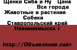 Щенки Сиба и Ну › Цена ­ 35000-85000 - Все города Животные и растения » Собаки   . Ставропольский край,Невинномысск г.